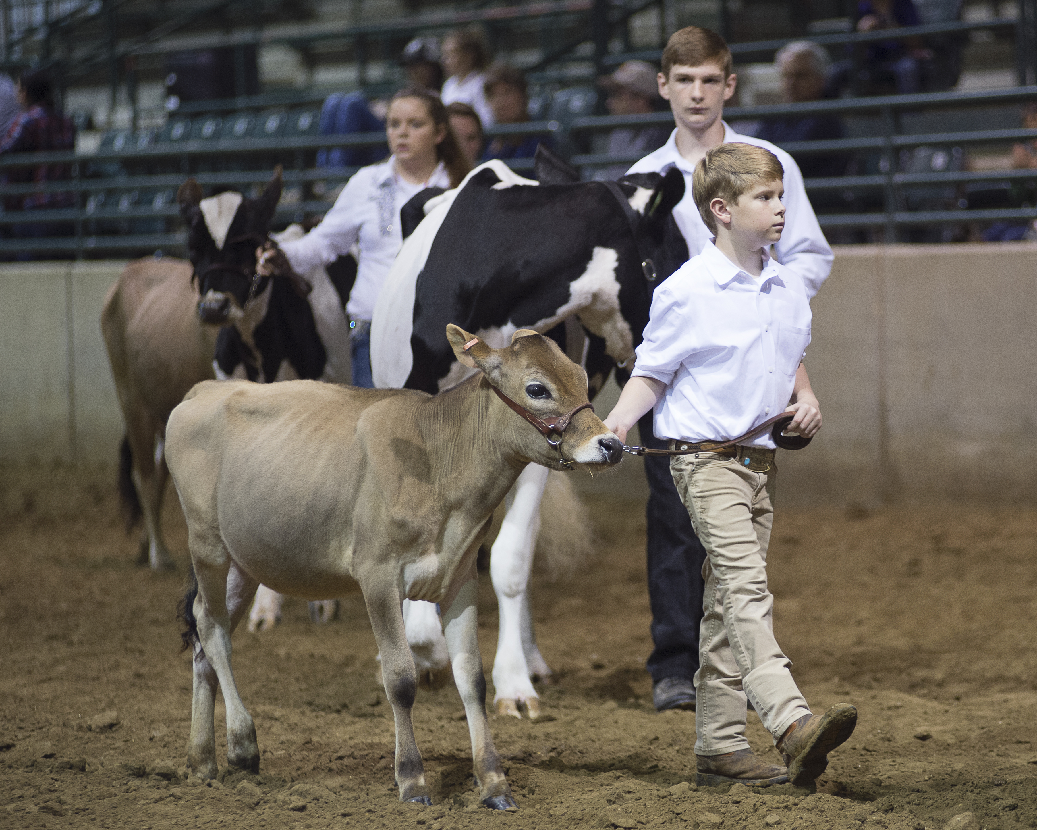 LSU AgCenter Livestock Show set for Feb. 10-17 in Gonzales 